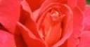 Jeu Red Rose Hidden Numbers