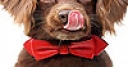 Jeu Red tie and dog slide puzzle