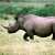 Jeu Rhinoceros
