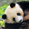 Jeu Save the pandas ! en plein ecran