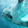 Jeu Underwater Polar Bear Slider Puzzle en plein ecran