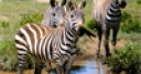 Jeu Zebras in Southern Africa